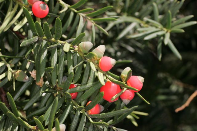 Taxus cuspidata